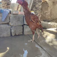 خروس اصیل