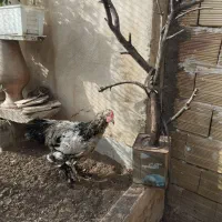 فروش خروس مرندی