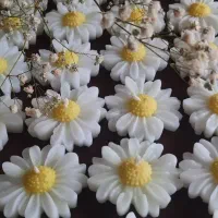 شمع گل بابونه