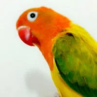 طوطی برزیلی جفت