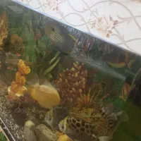 سلام اکواریوم  ابعاد 120در 40ار تفا 70  فروشی