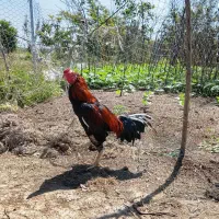 لاری با اصالت