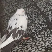 دوتا دم قهوه ای پرشتی جونه|پرنده|پلدختر, |دیوار