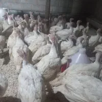 فروش جوجه بوقلمون بیوتی ۴۰روزه وزن ۲ کیلو