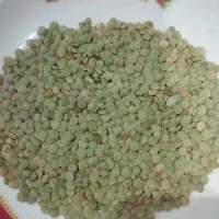 عدس محلی دیم تازه بوجاری شده خوش پخت