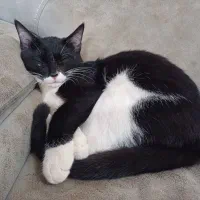 واگذاری بچه گربه