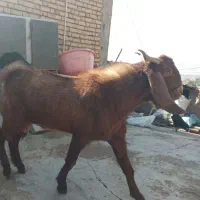 نربز پاکستانی