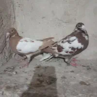 کبوتر میولمنزه نر و ماده لهستان خالص