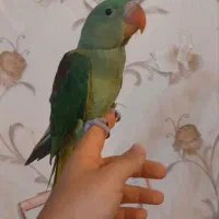 شاه طوطی رام و دستی