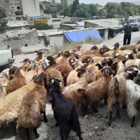 گوسفند زنده (دام افشاری) شبانه روزی