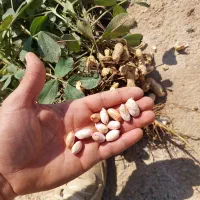 بادام زمینی ۲۰۰ تن موجود هس ۱۵ روز افتاب خوشکنی|عمده‌فروشی|اردبیل, |دیوار