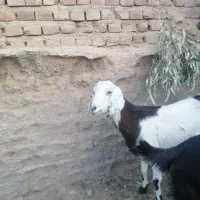 بز پاکستانی|حیوانات مزرعه|زرند, |دیوار