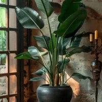 نخل نیکولای.  گل گیاه اپارتمانی