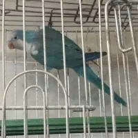 راهب
