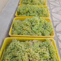 کارگرانگورچیدن