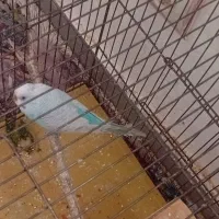 فروش یک عدد مرغ عشق نر نژاد دار مست|پرنده|مهدی شهر, |دیوار