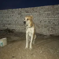 افغان