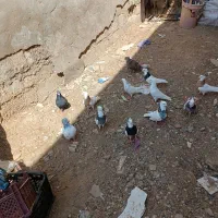 کفتر خونگی کاملن سالم به فروش میرسد|پرنده|شادگان, |دیوار
