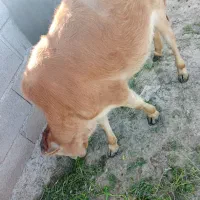 فروش گاو ، پازن