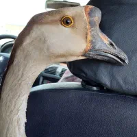 قازوقوقار|حیوانات مزرعه|آران و بیدگل, |دیوار