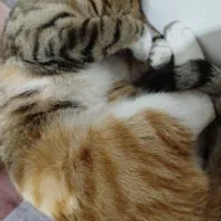 واگذاری|گربه|قوچان, |دیوار