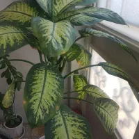 گلدیفنبزرگ