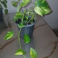 گلطبیعیپتوس
