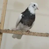 کفتر طوقی نر|پرنده|تهران, امیریه|دیوار