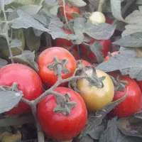 گوجه|خوردنی و آشامیدنی|شوش, |دیوار