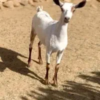 عربی وارداتی