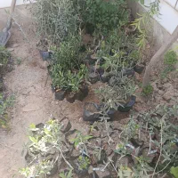 نهال زیتون ،کنسروی ،تخم کبکی ،زرد زیتون دو منظوره،