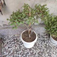 بونسای کراسولا خرفه ای|گل و گیاه طبیعی|قم, لسانی|دیوار