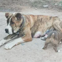 توله خراسانی افغان|سگ|مشهد, جاهد شهر|دیوار