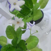 گل بنفشه آفریقایی|گل و گیاه طبیعی|کرج, شاهین‌ویلا|دیوار