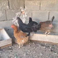 مرغ تخم گذار|حیوانات مزرعه|پاکدشت, خاتون آباد|دیوار