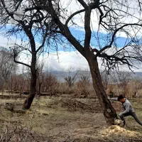 خریدار مستقیم چوب درختان میوه و تیر