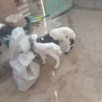 ۲عددبره شیری