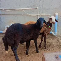 بره توقلی نر و ماده جنس دار گوسفند|حیوانات مزرعه|گرگان, |دیوار