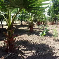 پالم واشنگتن|گل و گیاه طبیعی|رودسر, |دیوار