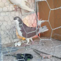 کفتر|پرنده|زرند, |دیوار