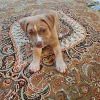 فروش توله پیت بول دوماهه|سگ|پردیس, فاز ۱|دیوار