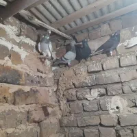 گفتر ۱۰|پرنده|نیشابور, مازول|دیوار