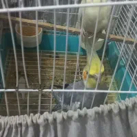 فروش|پرنده|جهرم, |دیوار