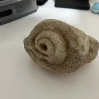 فسیل خاص حلزون