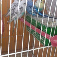 مرغ عشق|پرنده|بروجن, |دیوار