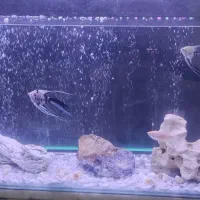 اکواریوم لبه خم1متری