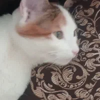 گربه واگذاری میکنم