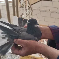 کبوتر پر (۵عدد)|پرنده|شهرکرد, |دیوار