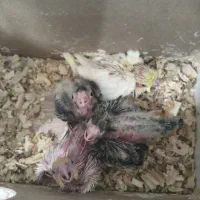 جوجه عروس هلندی
