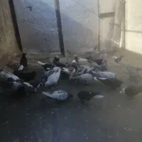 پرنده|پرنده|شیراز, میرزاکوچک خان|دیوار